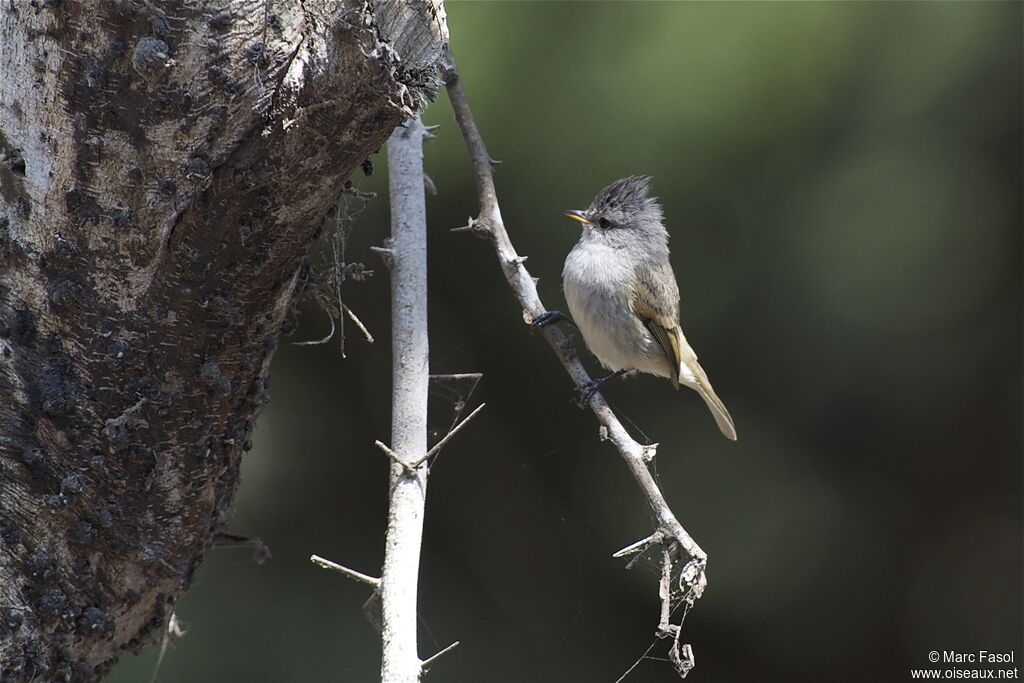 Southern Beardless Tyrannuletadult, identification