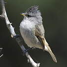 Tyranneau passegris