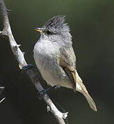 Southern Beardless Tyrannulet