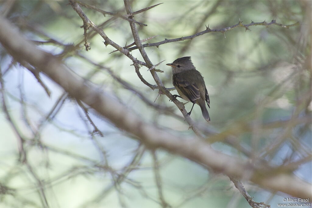 Tyranneau passegrisadulte, identification