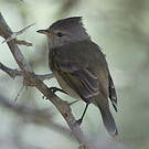 Tyranneau passegris
