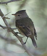 Southern Beardless Tyrannulet