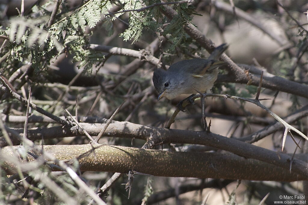 Southern Beardless Tyrannuletadult, identification