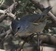 Southern Beardless Tyrannulet