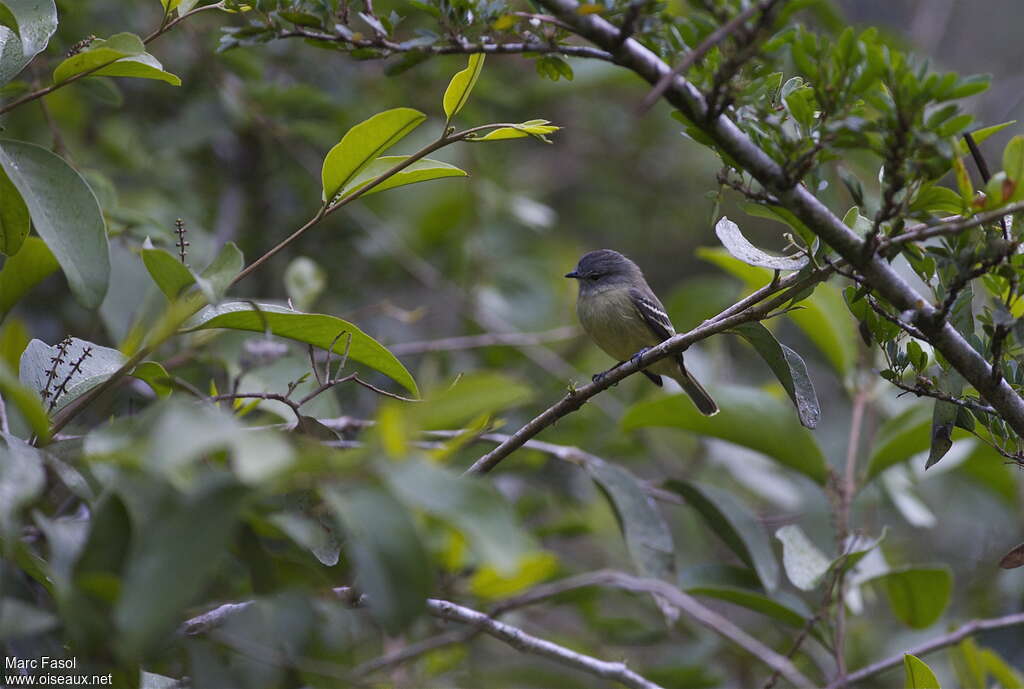 Yellow-crowned Tyrannuletadult, habitat