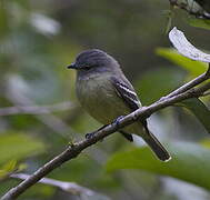 Yellow-crowned Tyrannulet