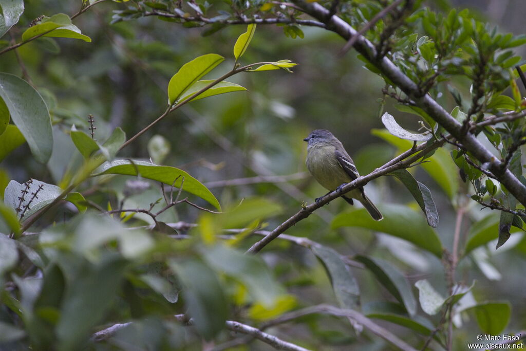 Yellow-crowned Tyrannuletadult, identification