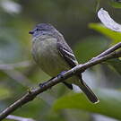 Tyranneau roitelet