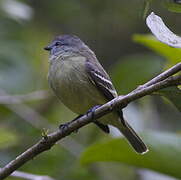 Yellow-crowned Tyrannulet