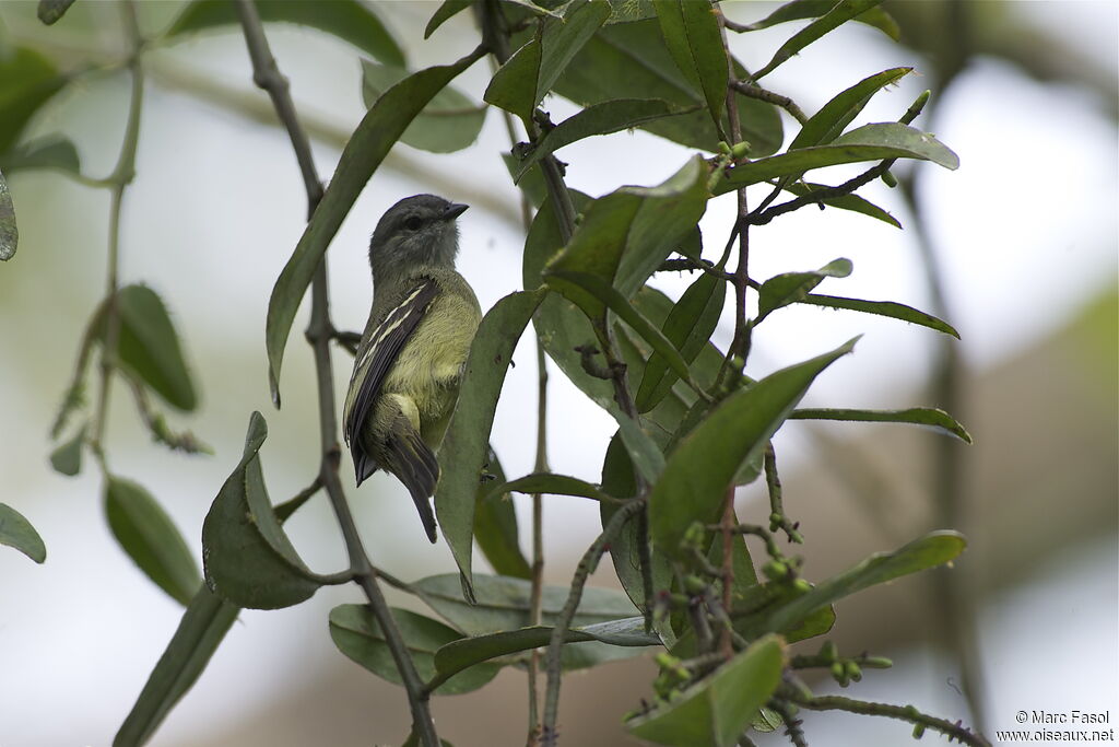 Yellow-crowned Tyrannuletadult, Behaviour