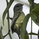 Tyranneau roitelet