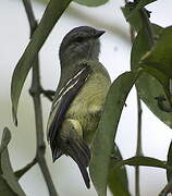 Yellow-crowned Tyrannulet