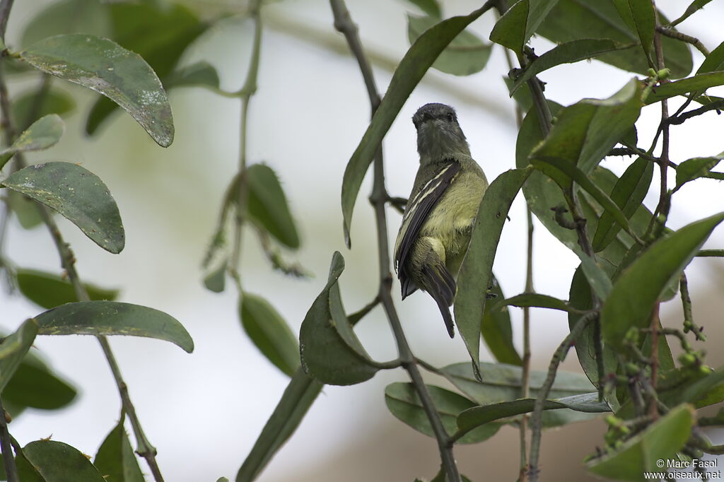 Tyranneau roiteletadulte, identification, Comportement