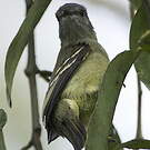 Tyranneau roitelet