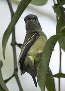 Yellow-crowned Tyrannulet