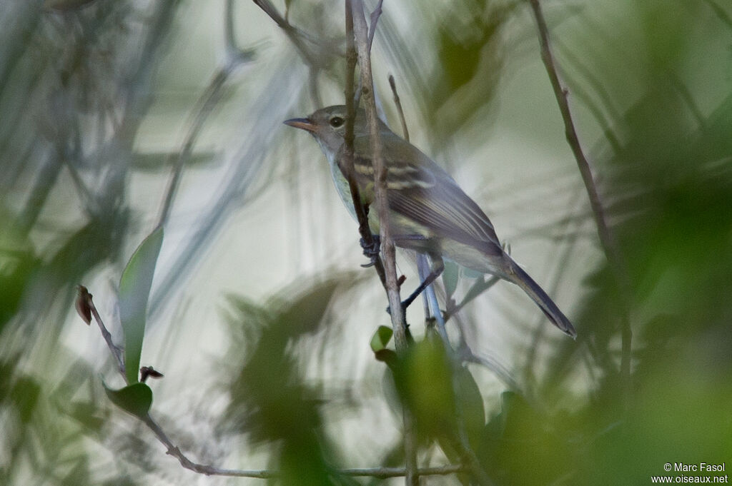 Southern Mouse-colored Tyrannuletadult, identification