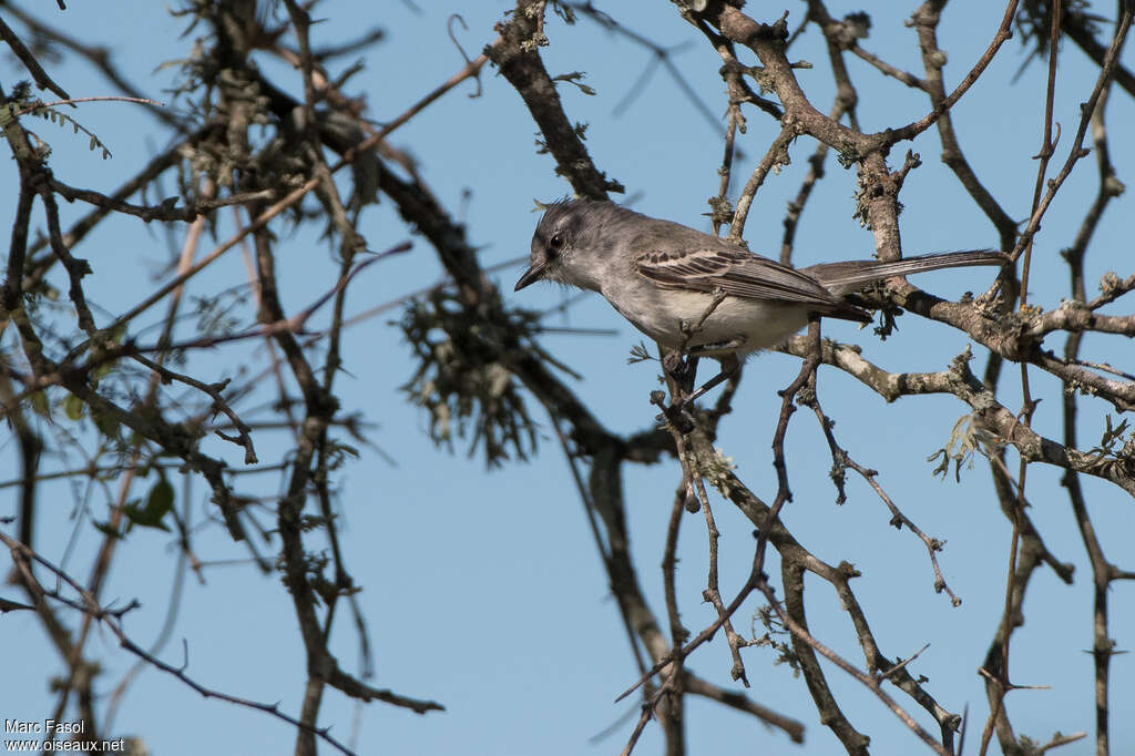 Suiriri Flycatcheradult, habitat, pigmentation