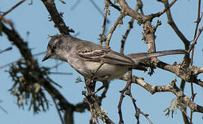 Suiriri Flycatcher