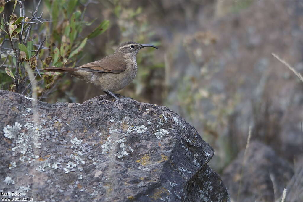 White-throated Earthcreeper, identification