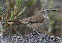 White-throated Earthcreeper