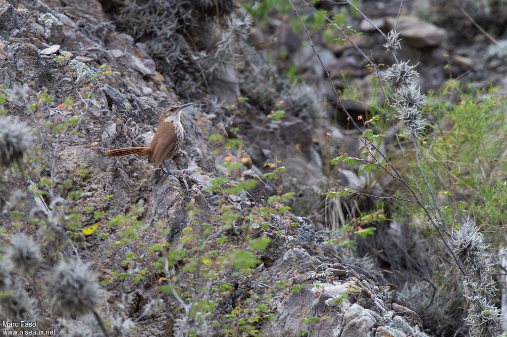 Rock Earthcreeperadult, identification