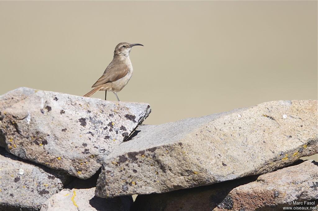 Upucerthie fauveadulte, identification