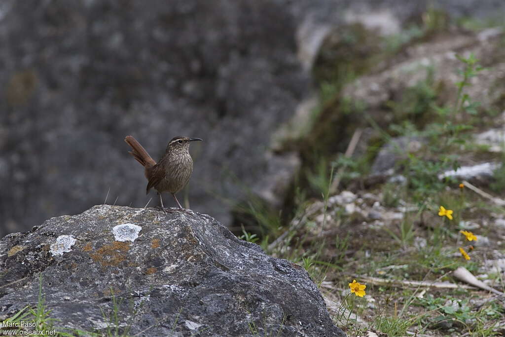 Upucerthie striéeadulte, identification, Comportement