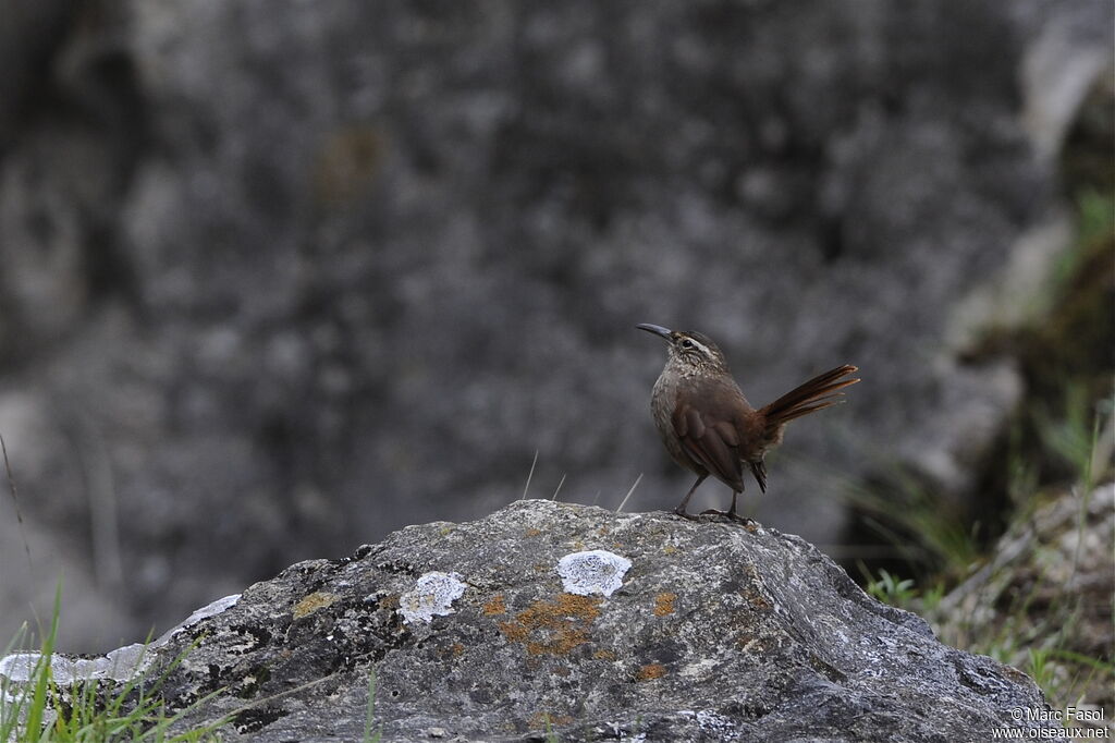 Striated Earthcreeperadult, identification