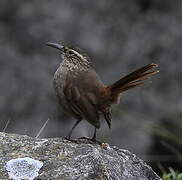 Striated Earthcreeper