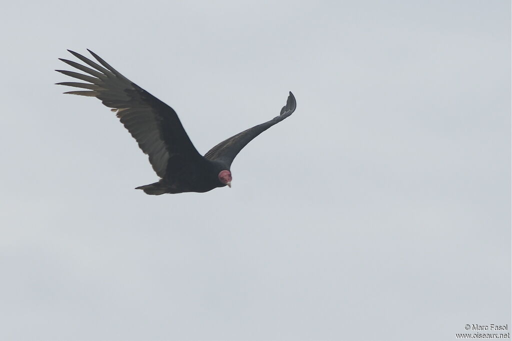 Turkey Vultureadult, Flight