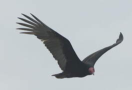 Turkey Vulture