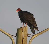 Turkey Vulture