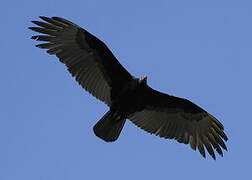 Turkey Vulture