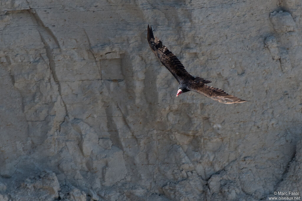 Turkey Vultureadult, Flight