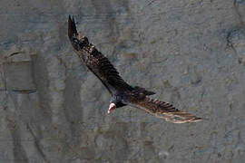 Turkey Vulture