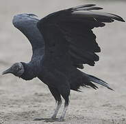 Black Vulture