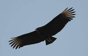 Black Vulture