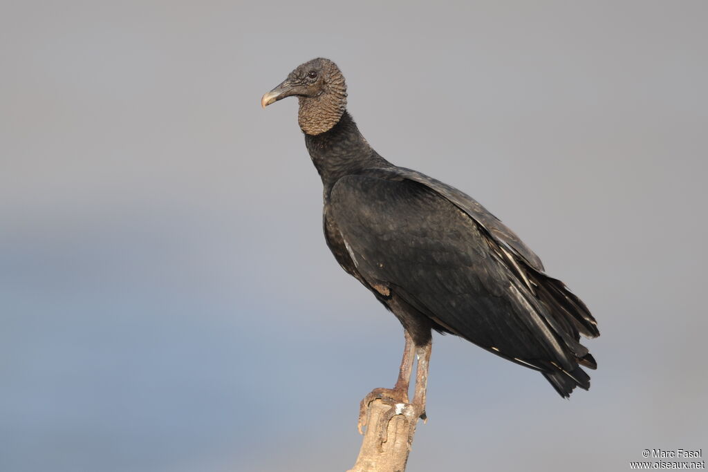 Urubu noiradulte, identification