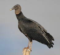 Black Vulture