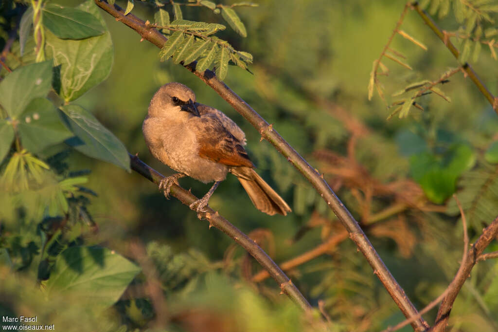Vacher à ailes baiesadulte, Comportement