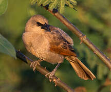 Greyish Baywing