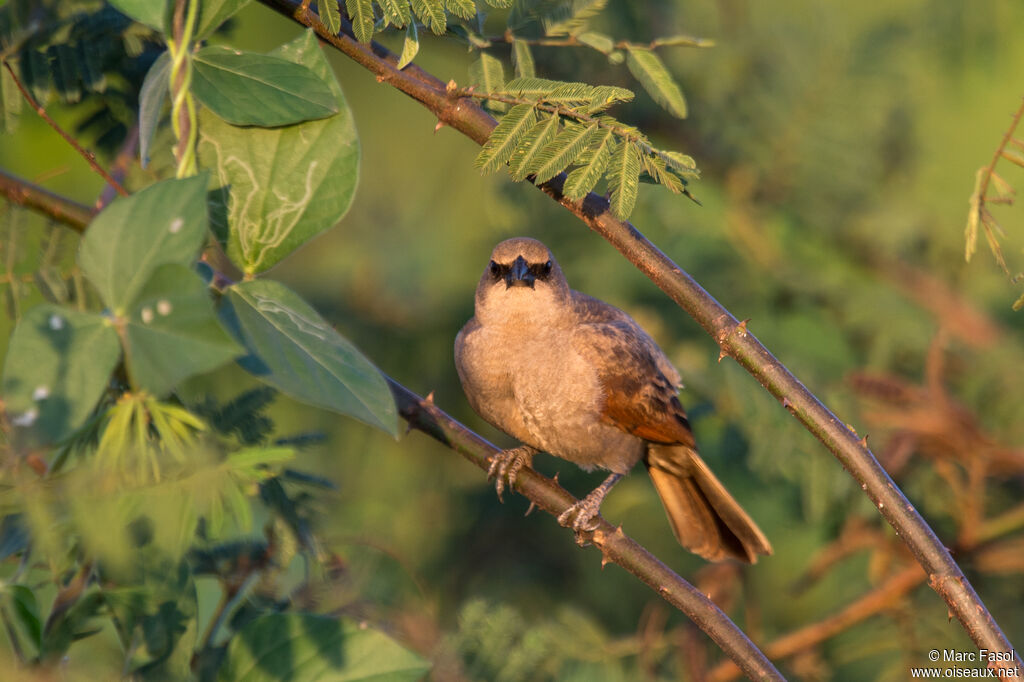 Greyish Baywingadult, identification