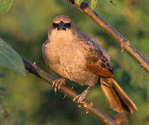 Greyish Baywing