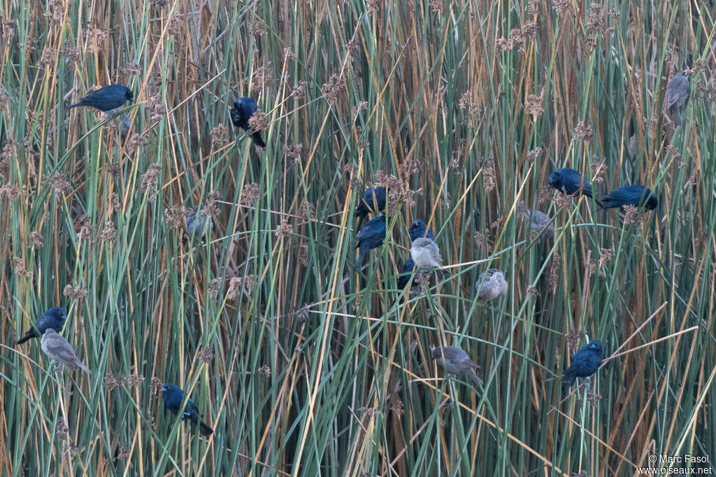 Shiny Cowbird