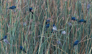 Shiny Cowbird