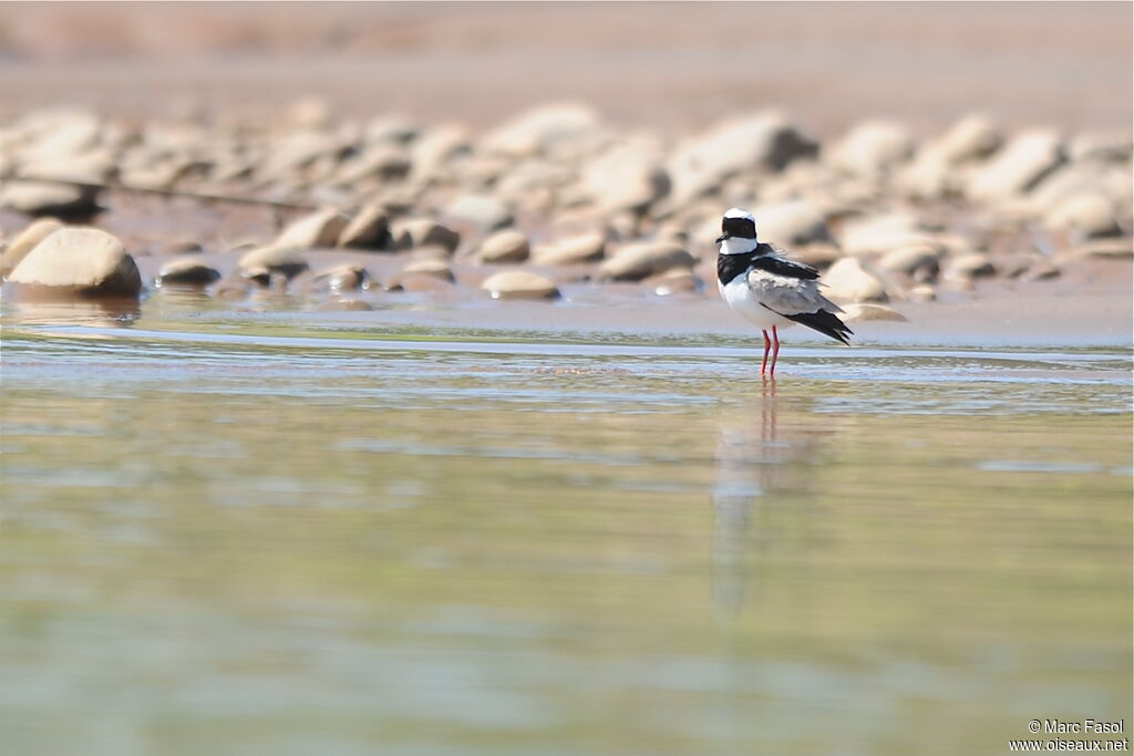 Pied Ploveradult, identification, Behaviour