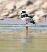 Pied Plover