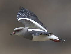 Andean Lapwing