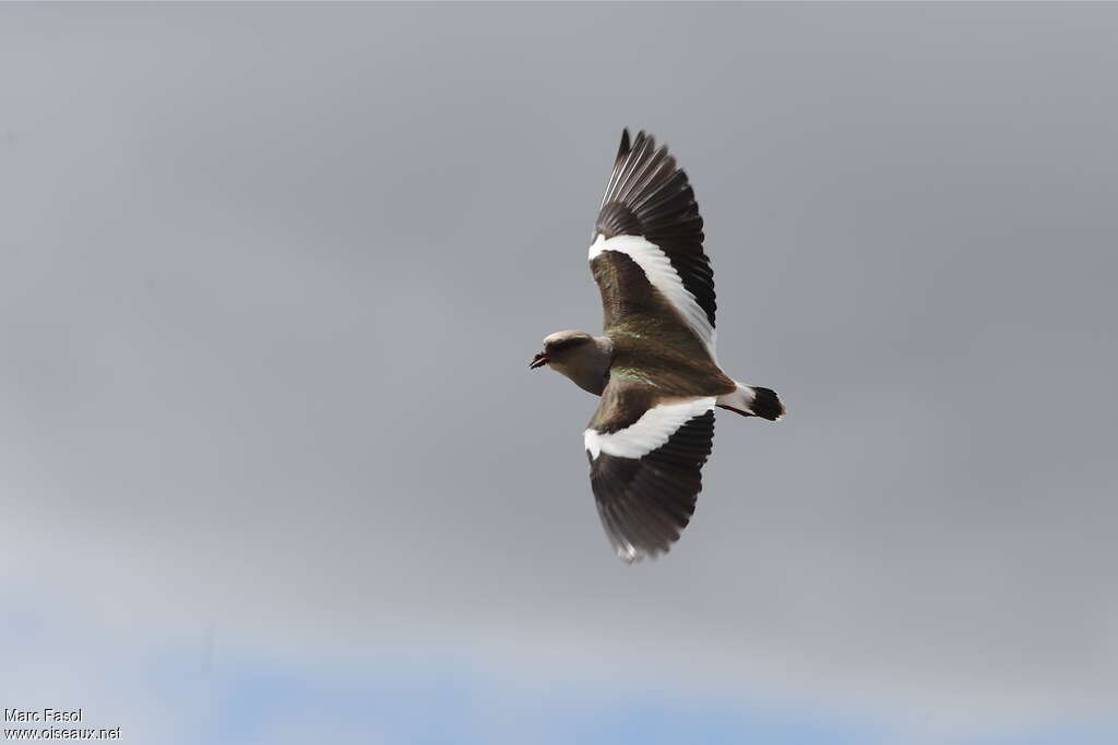 Andean Lapwingadult, Flight