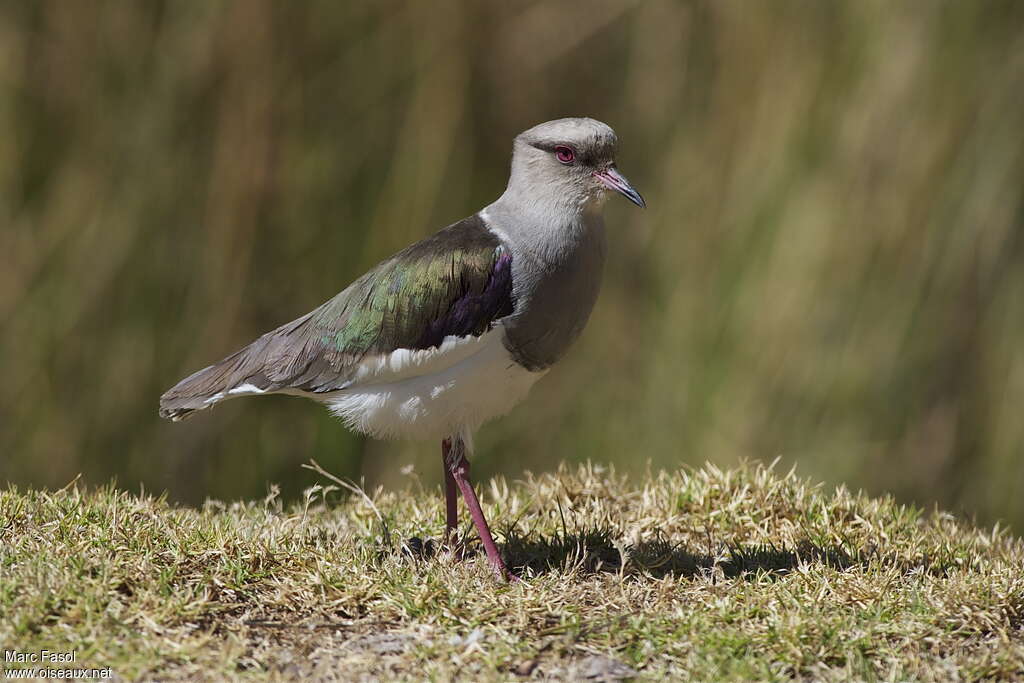 Vanneau des Andesadulte, identification